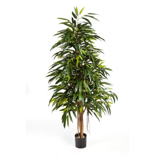 LONGIFOLIA NATURAL ROYAL - 210CM