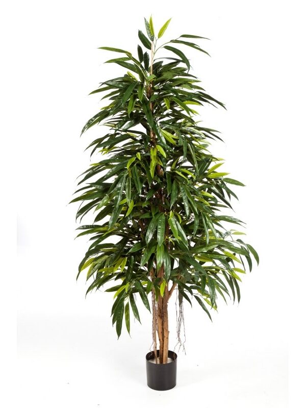 LONGIFOLIA NATURAL ROYAL - 150CM