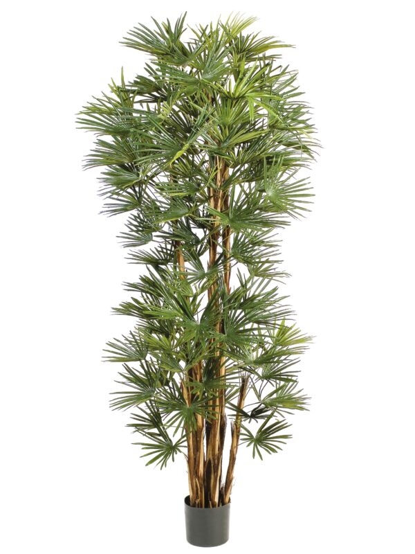 BABY FAN PALM - 150CM