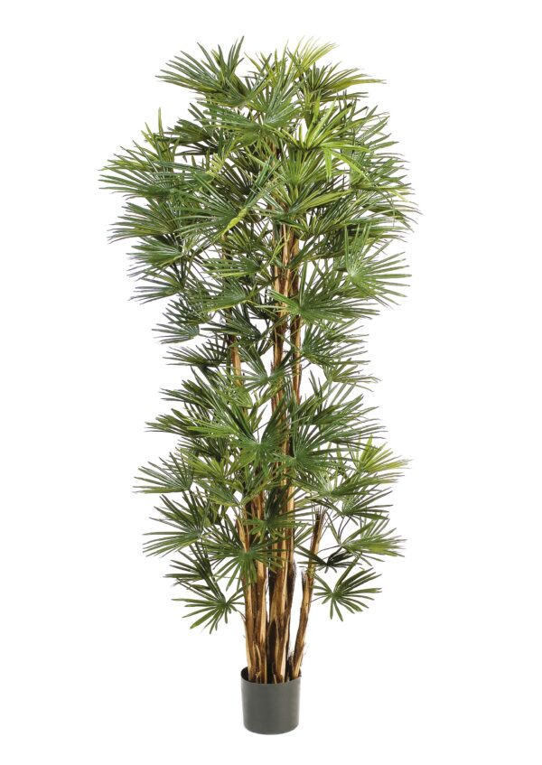 BABY FAN PALM - 180CM