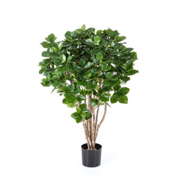 CLUSIA CESPUGLIO TREE - 85CM