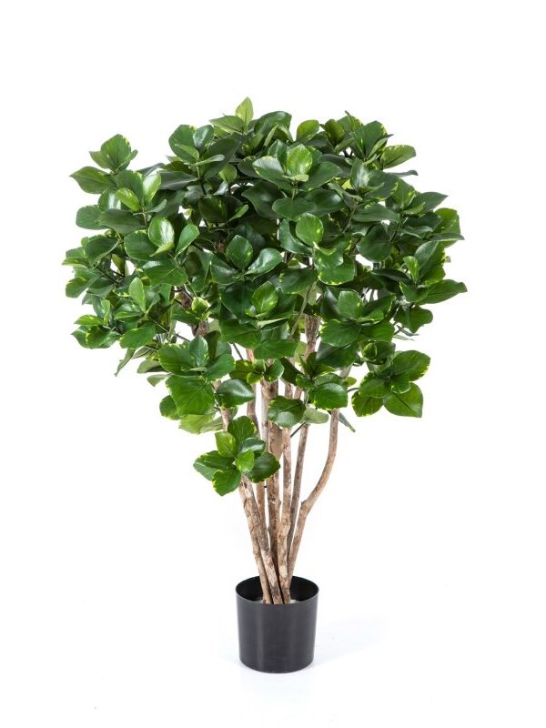 ARALIA CESPUGLIO TREE - 85CM