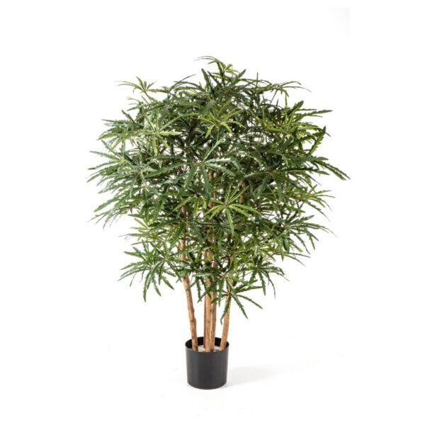 ARALIA CESPUGLIO TREE - 115CM