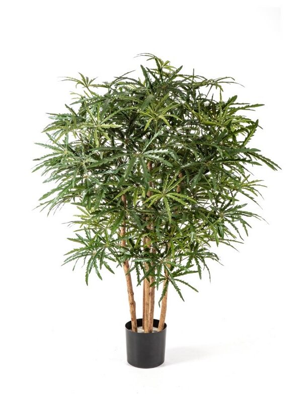 ARALIA CESPUGLIO TREE - 115CM