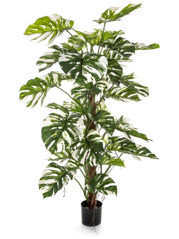 SPLIT PHILO ON POLE VARIEGATA - 160CM