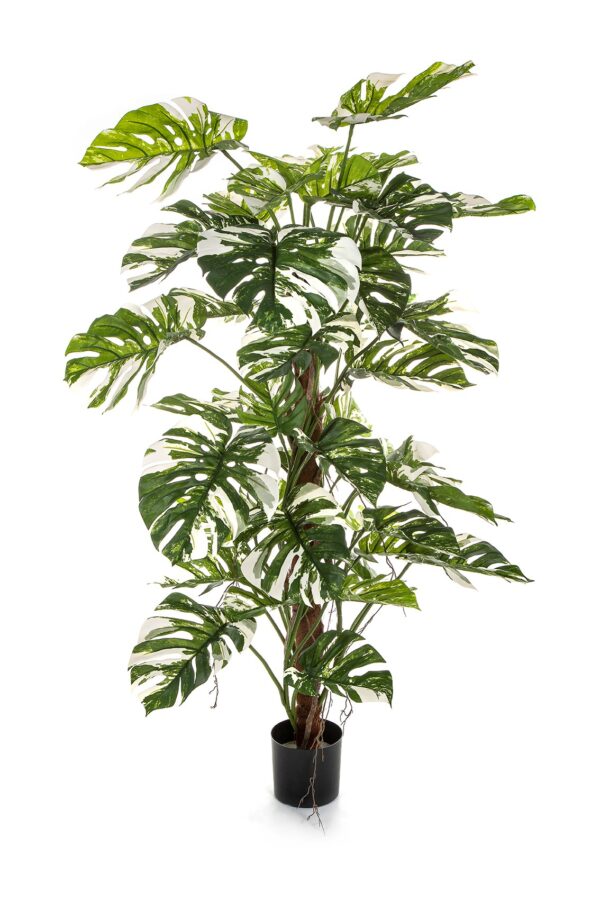 SPLIT PHILO ON POLE VARIEGATA - 160CM