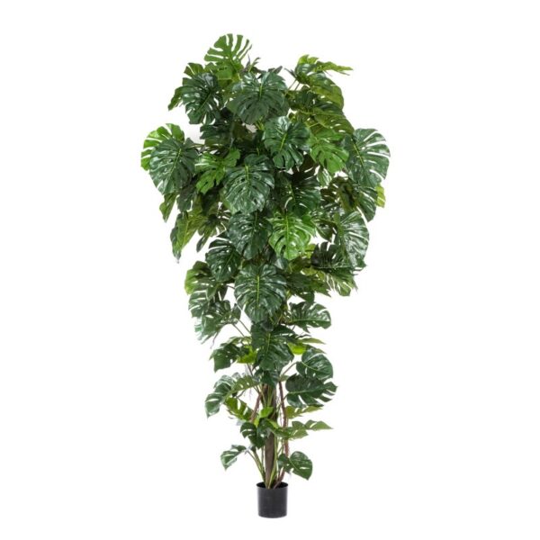 SPLIT PHILO TROPICAL - 280CM