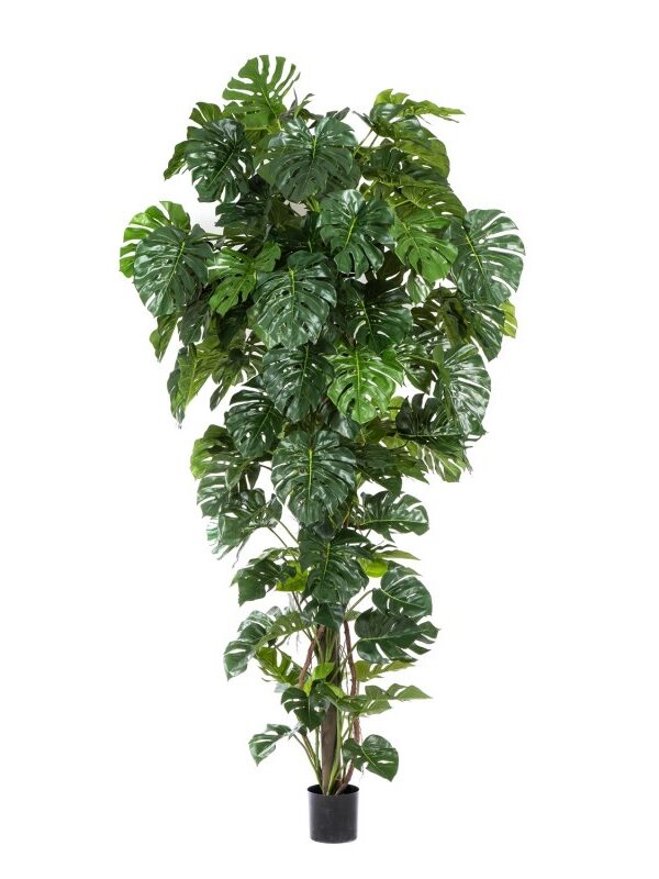 SPLIT PHILO TROPICAL - 280CM