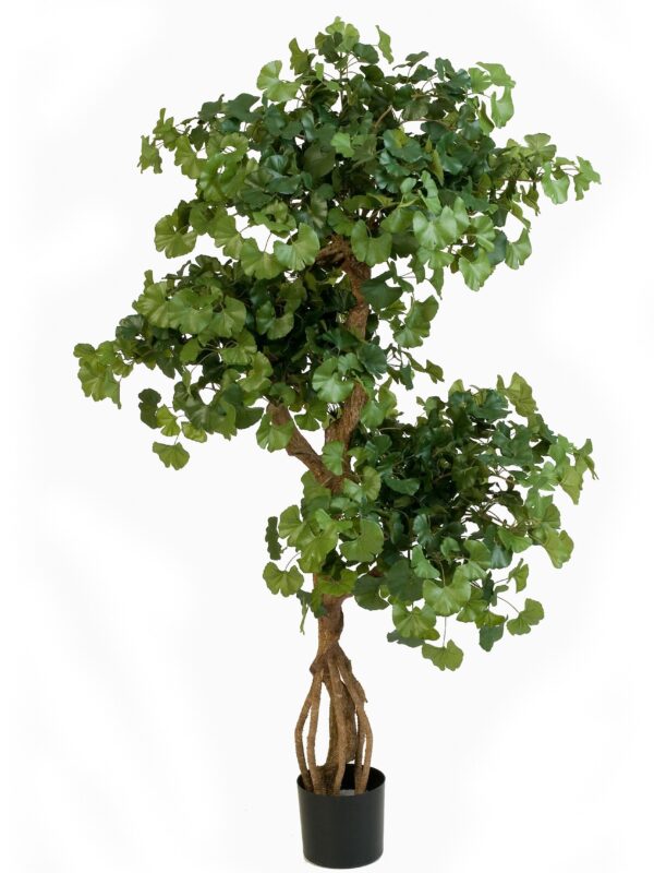 GINGKO SWEET ON CRAZY - 1092CM FIRE RESISTANT