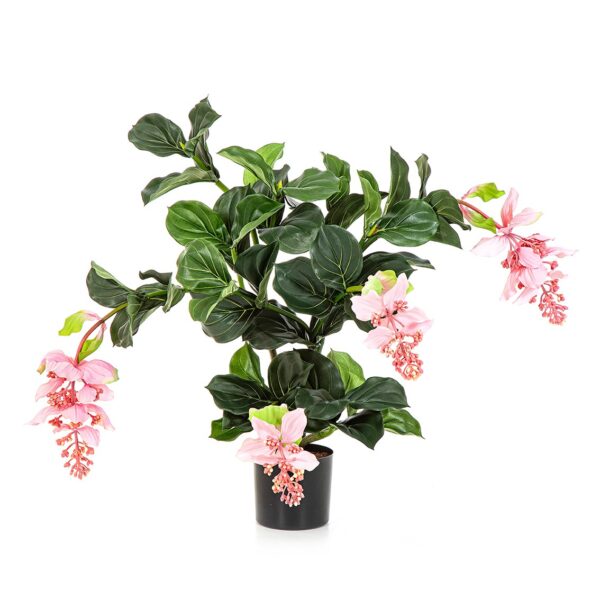 MEDINILLA PIANTA X 4 - 78CM