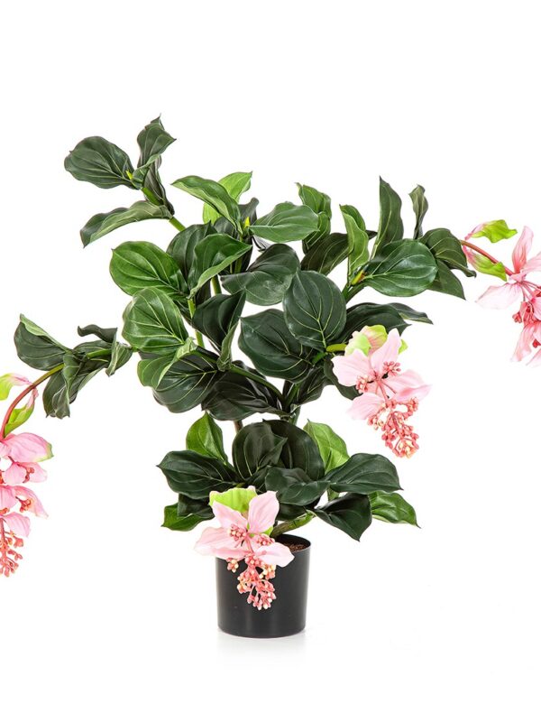 MEDINILLA PIANTA X 4 - 78CM