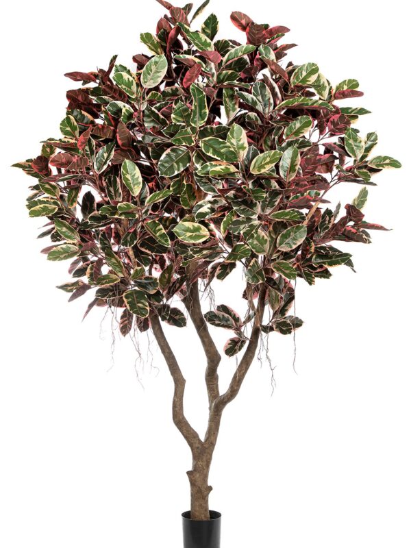 FICUS ELASTICA 'ROSSO RUB - 295CM