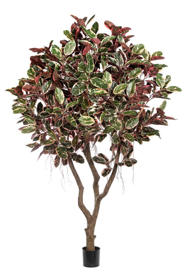 FICUS ELASTICA 'ROSSO RUB - 295CM