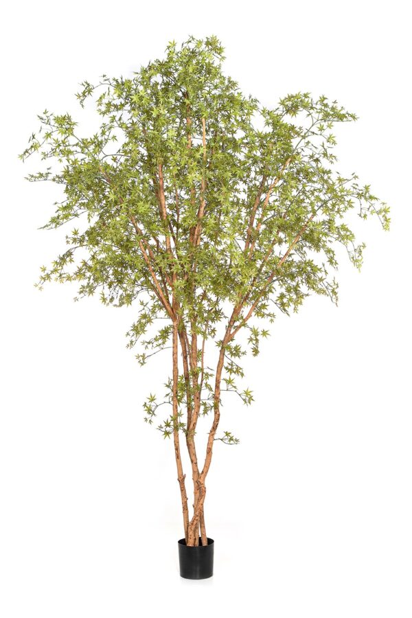 ACERO JAPANESE  BUTTERFL - 330CM