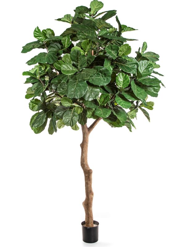 FIDDLE FOGLIA GIANT TREE - 360CM
