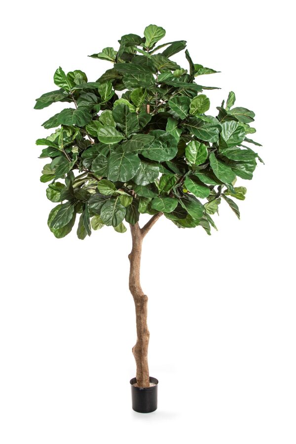 FIDDLE FOGLIA GIANT TREE - 360CM