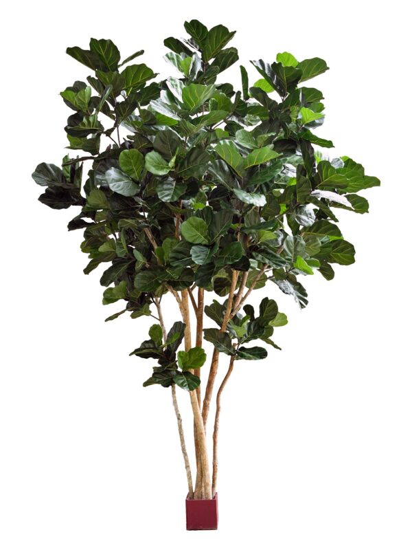 FIDDLE FOGLIA GIANT NITID - 420CM