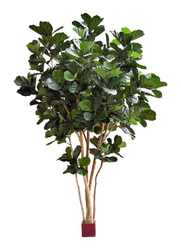 FIDDLE FOGLIA GIANT NITID - 420CM