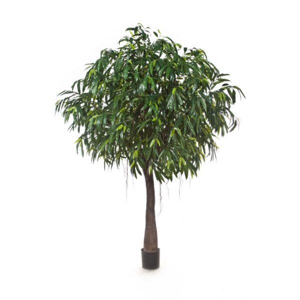 LONGIFOLIA ROYAL CABANA - 270CM