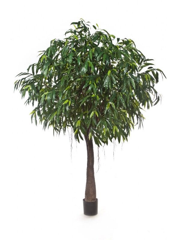 LONGIFOLIA ROYAL CABANA - 270CM