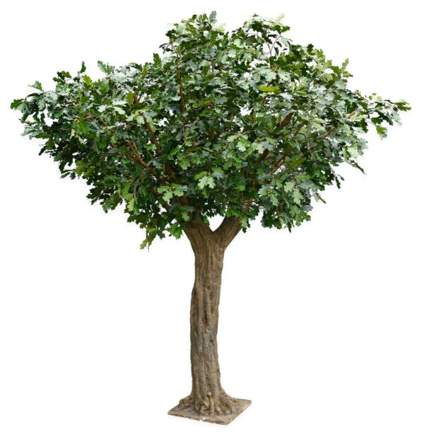 QUERCIA GIANT COMMON TREE - 7776CM FIRE RESISTANT