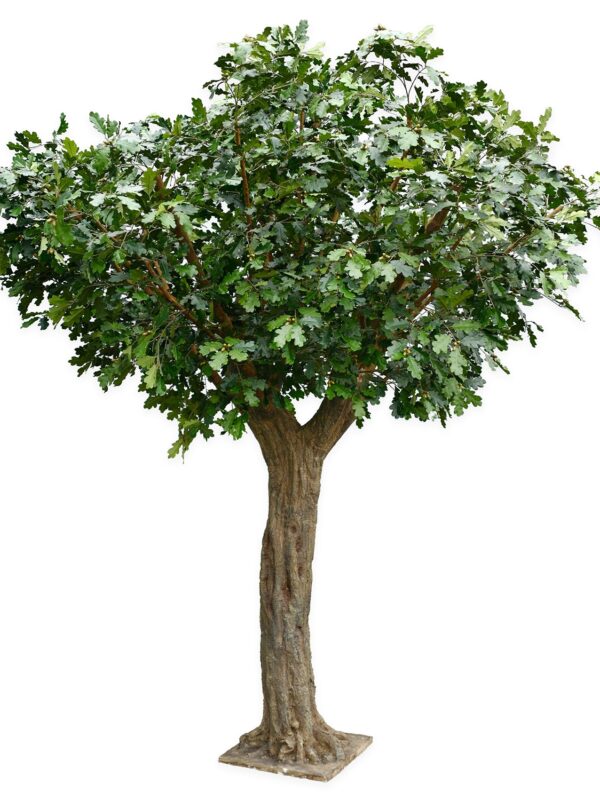 QUERCIA GIANT COMMON TREE - 7776CM FIRE RESISTANT
