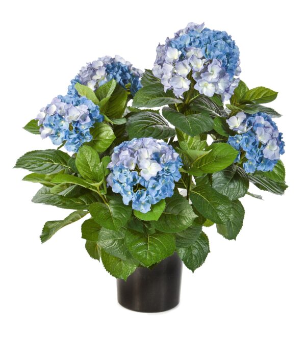 HYDRANGEA CESPUGLIO DE LUXE CON VASO - 53CM
