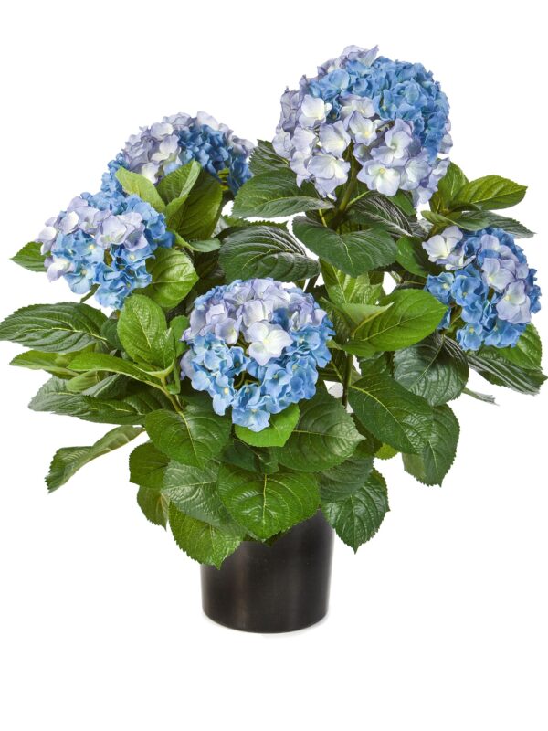 HYDRANGEA CESPUGLIO DE LUXE CON VASO - 53CM