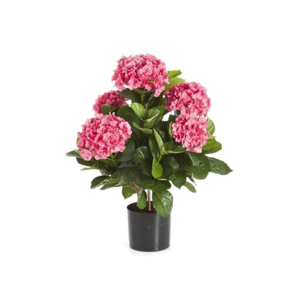 HYDRANGEA CESPUGLIO DE LUXE CON VASO - 53CM