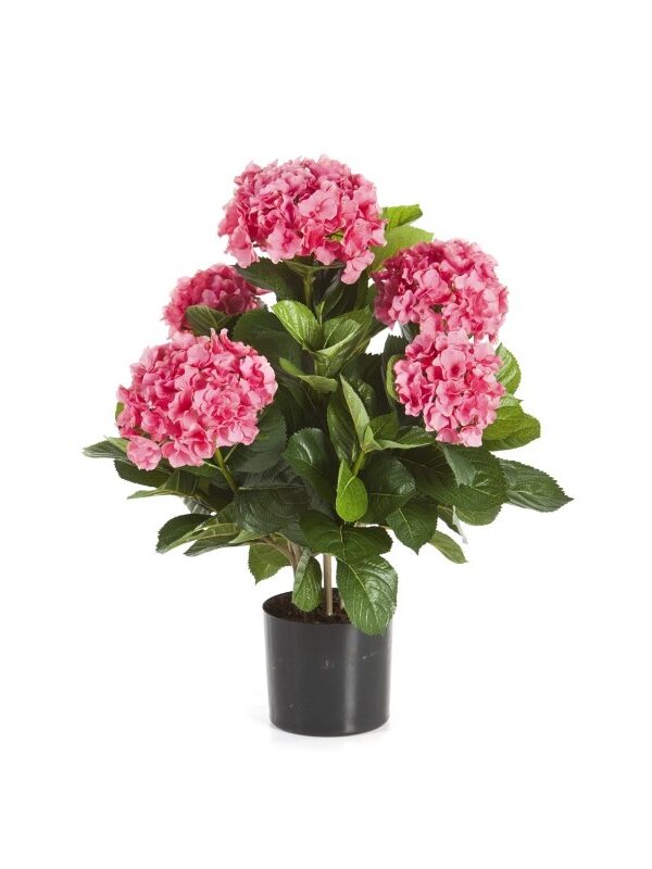 HYDRANGEA CESPUGLIO DE LUXE CON VASO - 53CM